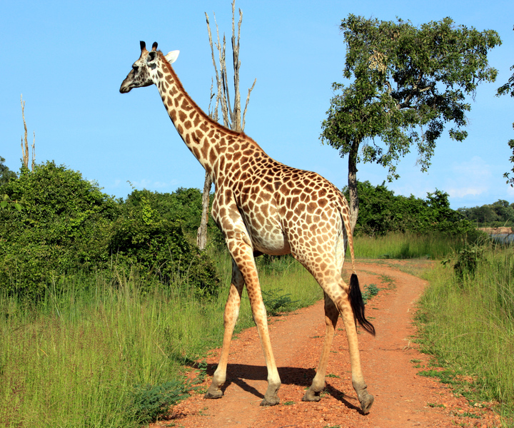 Parco nazionale di South Luangwa: servizio di trasferimento via terra