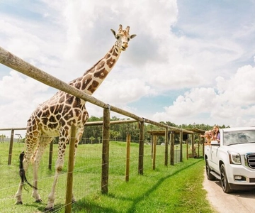 Orlando: Drive-Thru Safari Park at Wild Florida