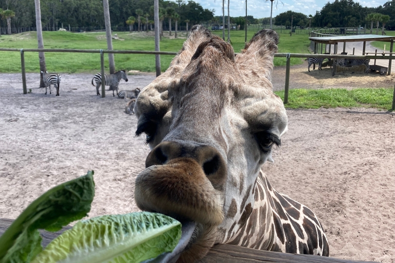 Orlando: drive-tru safaripark bij Wild Florida