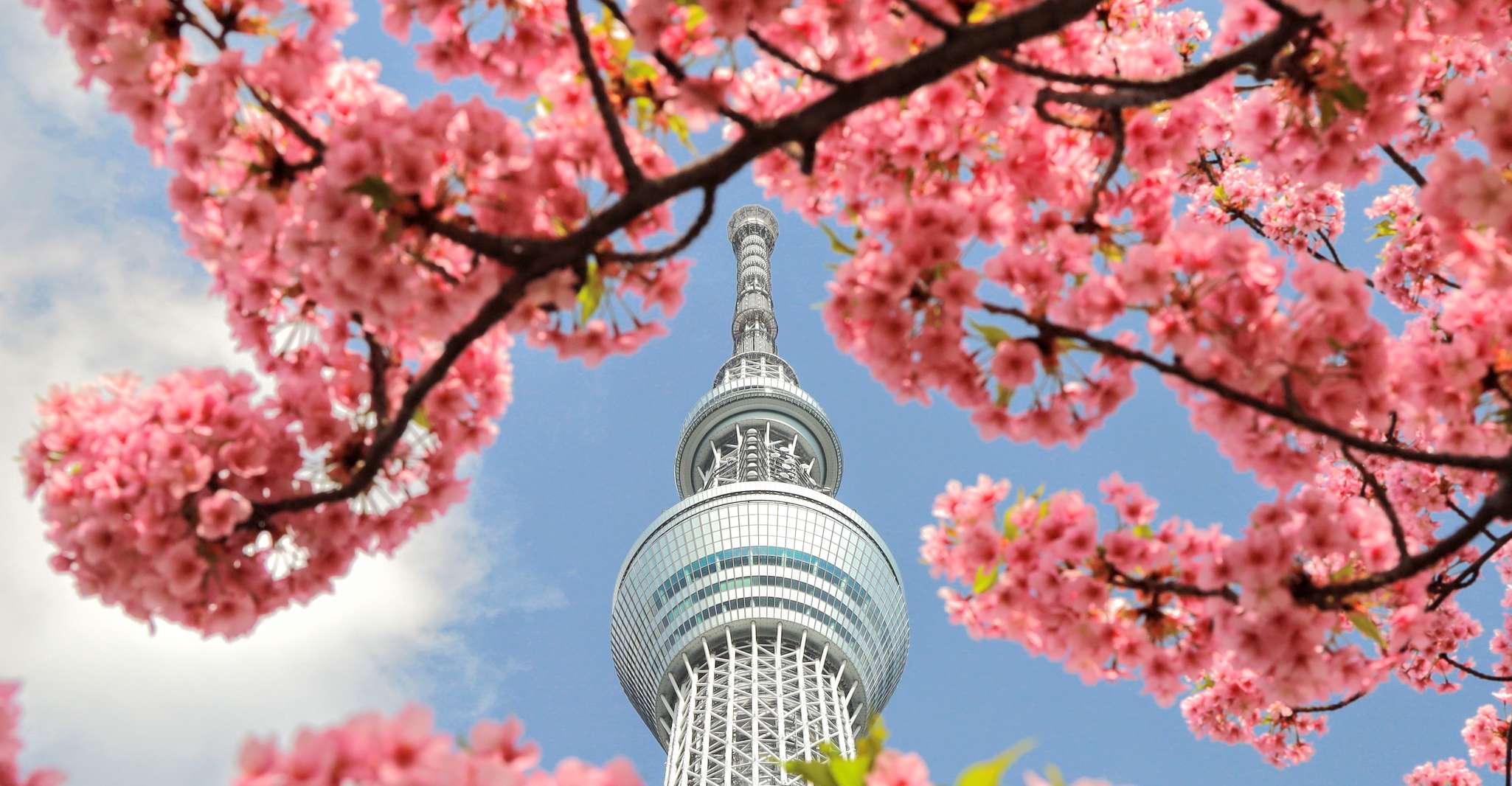 Tokyo: Meiji Shrine, Asakusa, Skytree Bus Tour and Cruise