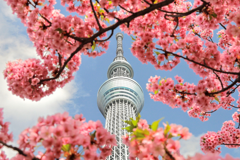 Tokyo: Tour panoramico in autobus di un giorno interoTour senza pranzo dalla scultura LOVE