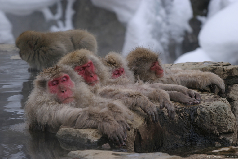 Au départ de Tokyo : Visite d&#039;un jour du singe des neiges avec déjeuner de Sukiyaki de bœuf