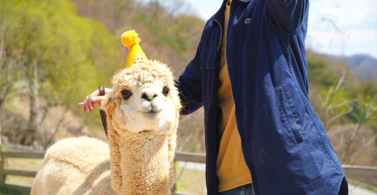 Alpaca World, Gangwon-do Province - Book Tickets & Tours