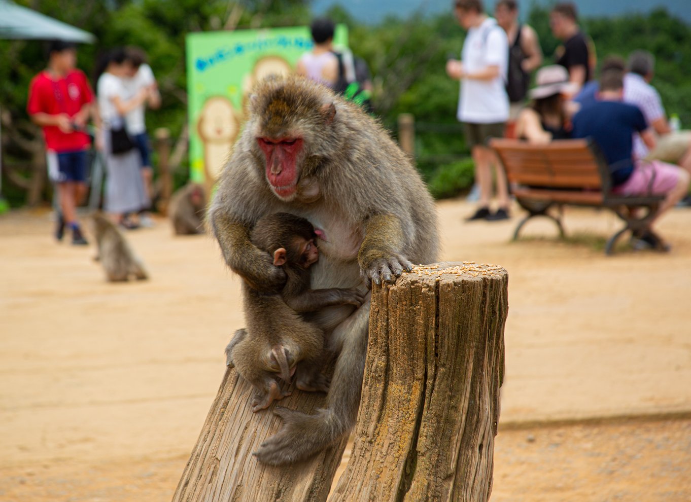 Kyoto: Arashiyama bambus, tempel, matcha, aber og hemmeligheder