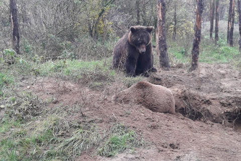 Budapest: transport et visite guidée du sanctuaire des ours et des loups
