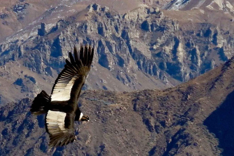 Depuis Arequipa : Visite du Canyon de Colca+Transfert vers Cusco