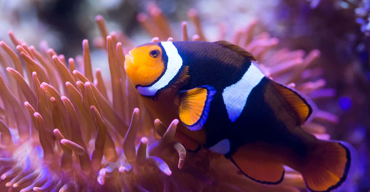 Afbeelding 12 van Oberhausen: SEA LIFE Oberhausen toegangsbewijs