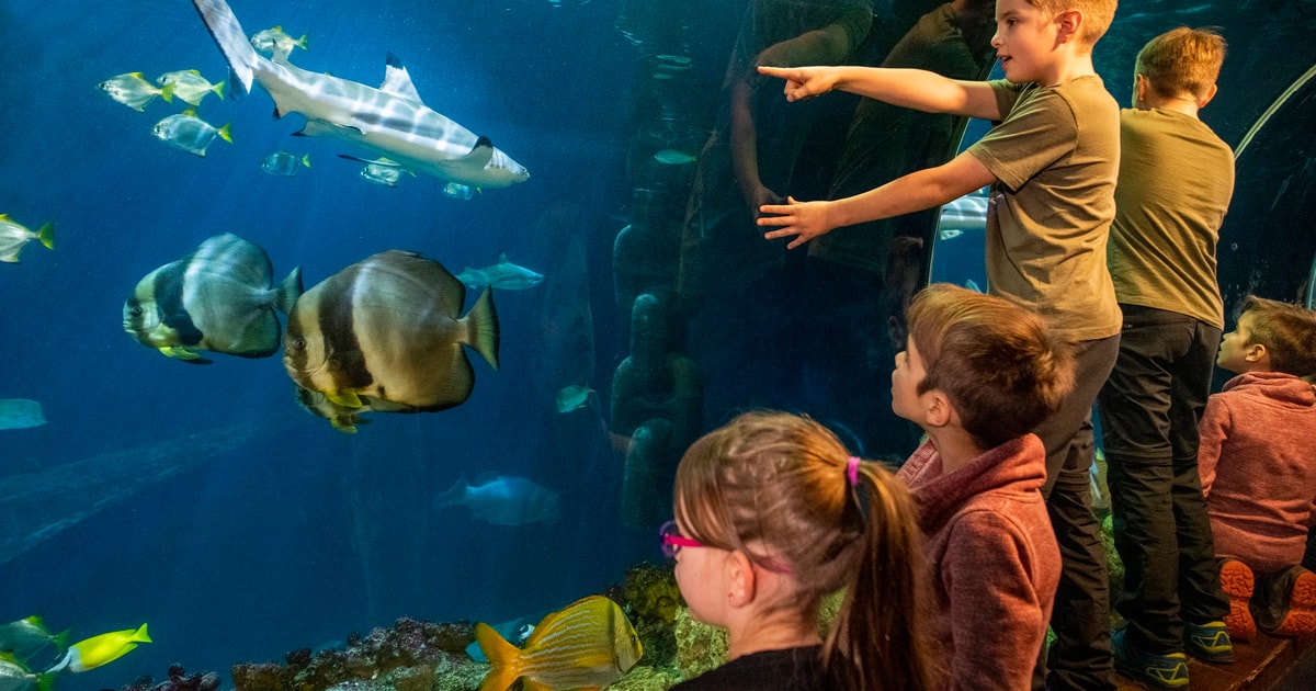 Munich Day Ticket to Sea Life GetYourGuide