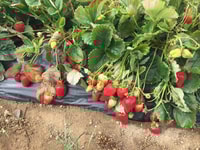 Heraklion, Zeus Cave, Villages et Olive Oil Factory Day Trip - Housity