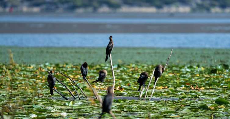 Skadar Lake Sightseeing Boat Trip with Refreshments GetYourGuide