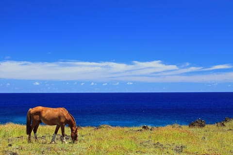 Terevaka Horse Excursion: The highest point and 360° view.