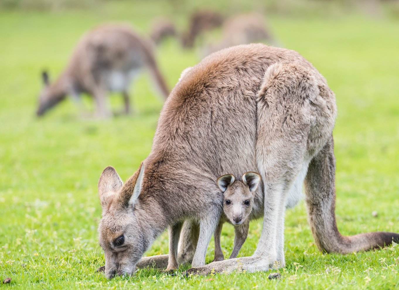 Fra Melbourne: Grampians National Park Bushwalking Tour