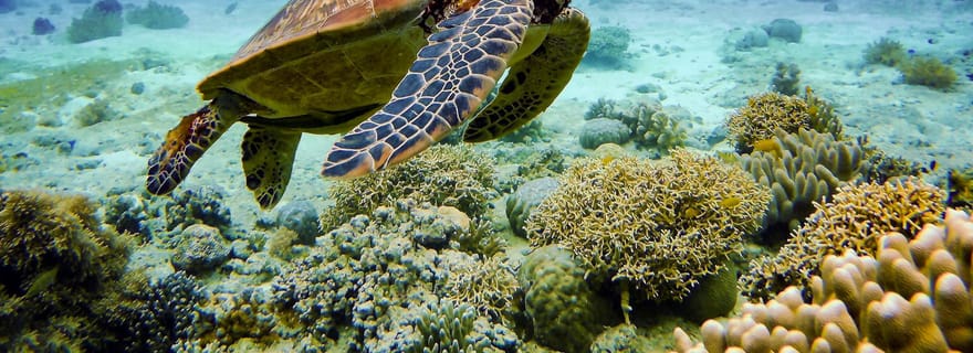 Cebu : Sardines et tortues de Moalboal, plongée en apnée et canyoning