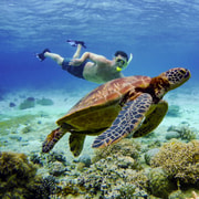 Cebu: Moalboal Sardines & Turtle Snorkeling and Canyoneering