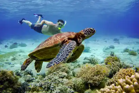 Cebu: Moalboal Sardiner och sköldpaddor Snorkling och Canyoneering