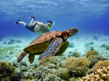 Cebu: Moalboal Sardines & Turtle Snorkeling e Canyoneering