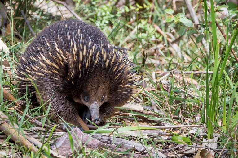 Desde Melbourne: Excursión de un día a la Gran Ruta Oceánica y la Selva TropicalMelbourne: día completo por la Great Ocean Road