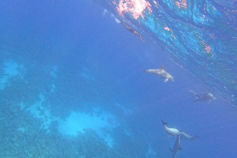 Hurghada : Excursion privée en bateau à moteur jusqu'à la Maison des dauphinsBateau rapide privé vers la maison des dauphins