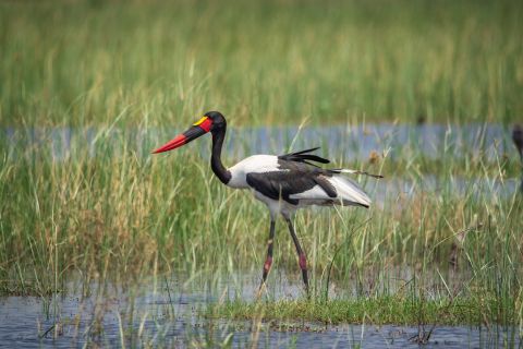 Da Livingstone: Lochinvar National Park 3 giorni di birdwatching