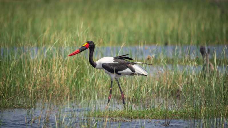 Da Livingstone: Lochinvar National Park 3 giorni di birdwatching