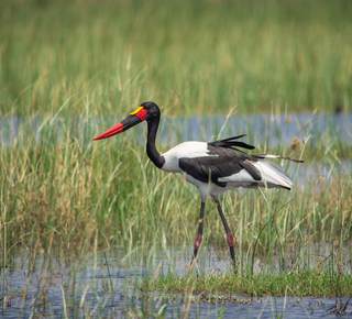 Meerdaagse excursies en trips vanuit Livingstone