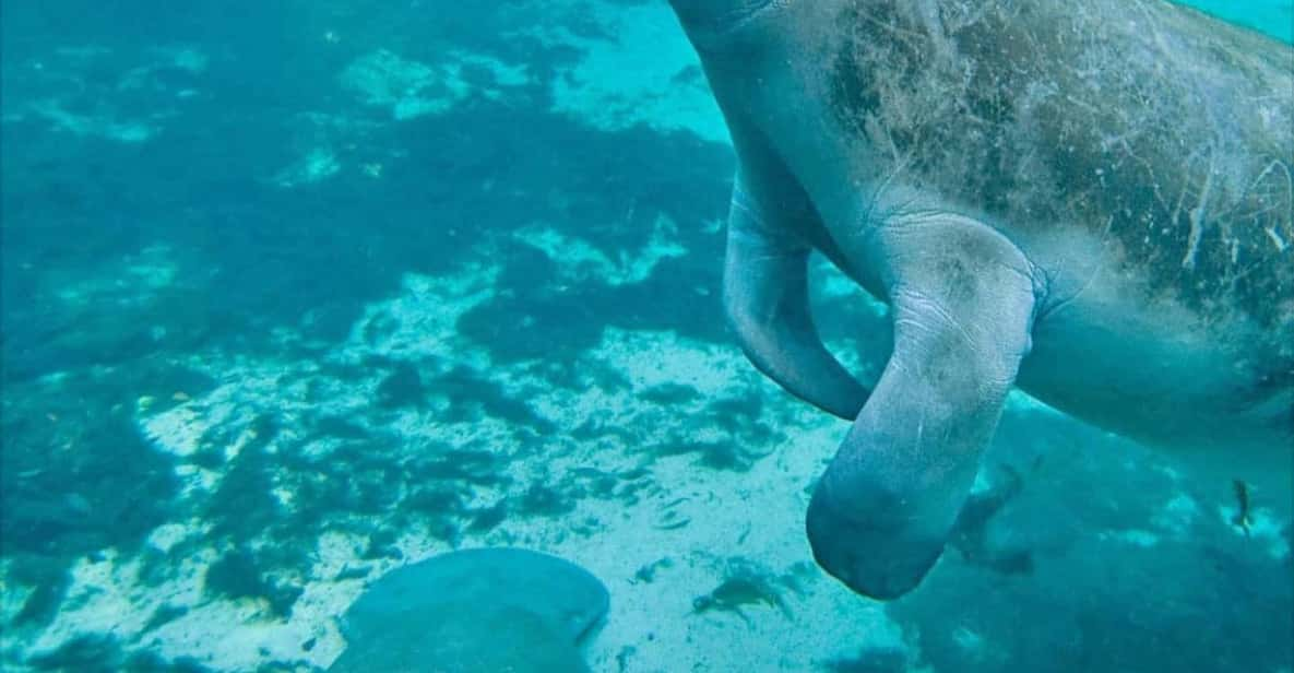 My Guide to Booking the Best Manatee Tours in Crystal River, Florida