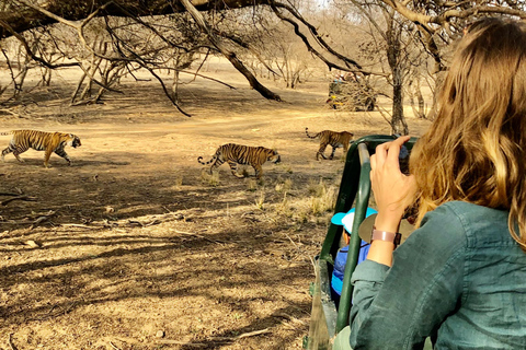 Spot Tigers and other wild of Ranthambore on a Day-Same Tour Ranthambore day trip with local guide full day + naturalist