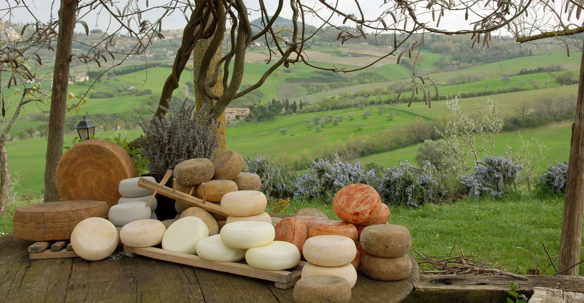 Pienza, Dairy Farm Tour with Pecorino Cheese Tasting - Housity