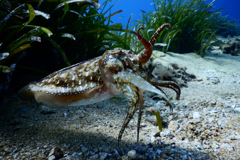 PADI Discover Scuba Diving dla początkujących