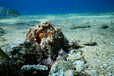 Programa de mergulho autônomo PADI para iniciantes no PeloponesoPADI Discover Scuba Diving para iniciantes