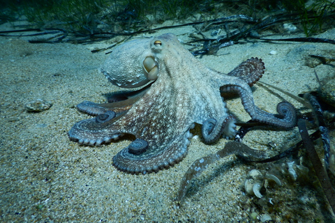 Programa de mergulho autônomo PADI para iniciantes no PeloponesoPADI Discover Scuba Diving para iniciantes