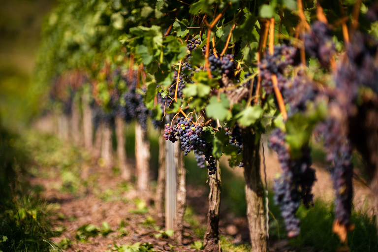 Von Florenz aus: Chianti-Hügel Halbtagestour mit WeinverkostungWeinkeller-Tour auf Englisch