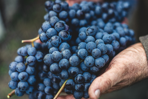 Von Florenz aus: Chianti-Hügel Halbtagestour mit WeinverkostungWeinkeller-Tour auf Englisch