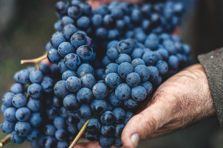 Von Florenz aus: Chianti-Hügel Halbtagestour mit WeinverkostungWeinkeller-Tour auf Englisch