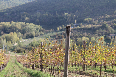 From Florence: Chianti Hills Half-Day Tour with Wine Tasting Winery Tour in Italian