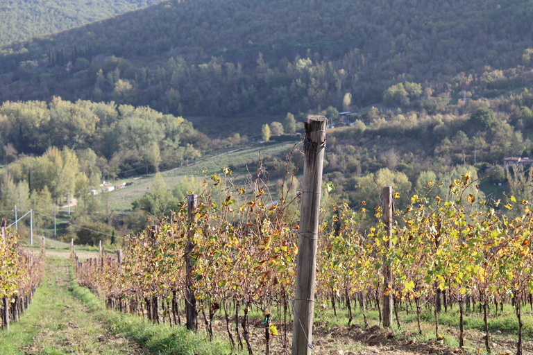 Von Florenz aus: Chianti-Hügel Halbtagestour mit WeinverkostungWeinkeller-Tour auf Englisch