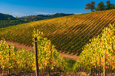 Von Florenz aus: Chianti-Hügel Halbtagestour mit WeinverkostungWeinkeller-Tour auf Englisch