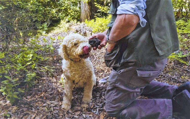 Visit Trequanda Tuscan Truffle Hunting Experience with Lunch in Tuscany