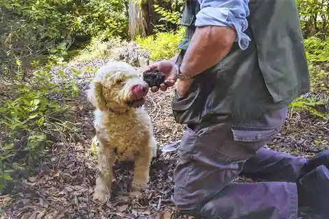 Trequanda: esperienza di caccia al tartufo toscano con pranzo