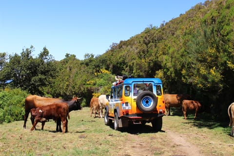 Da Funchal: Terrazze incantate e tour in 4WD di Porto do Moniz