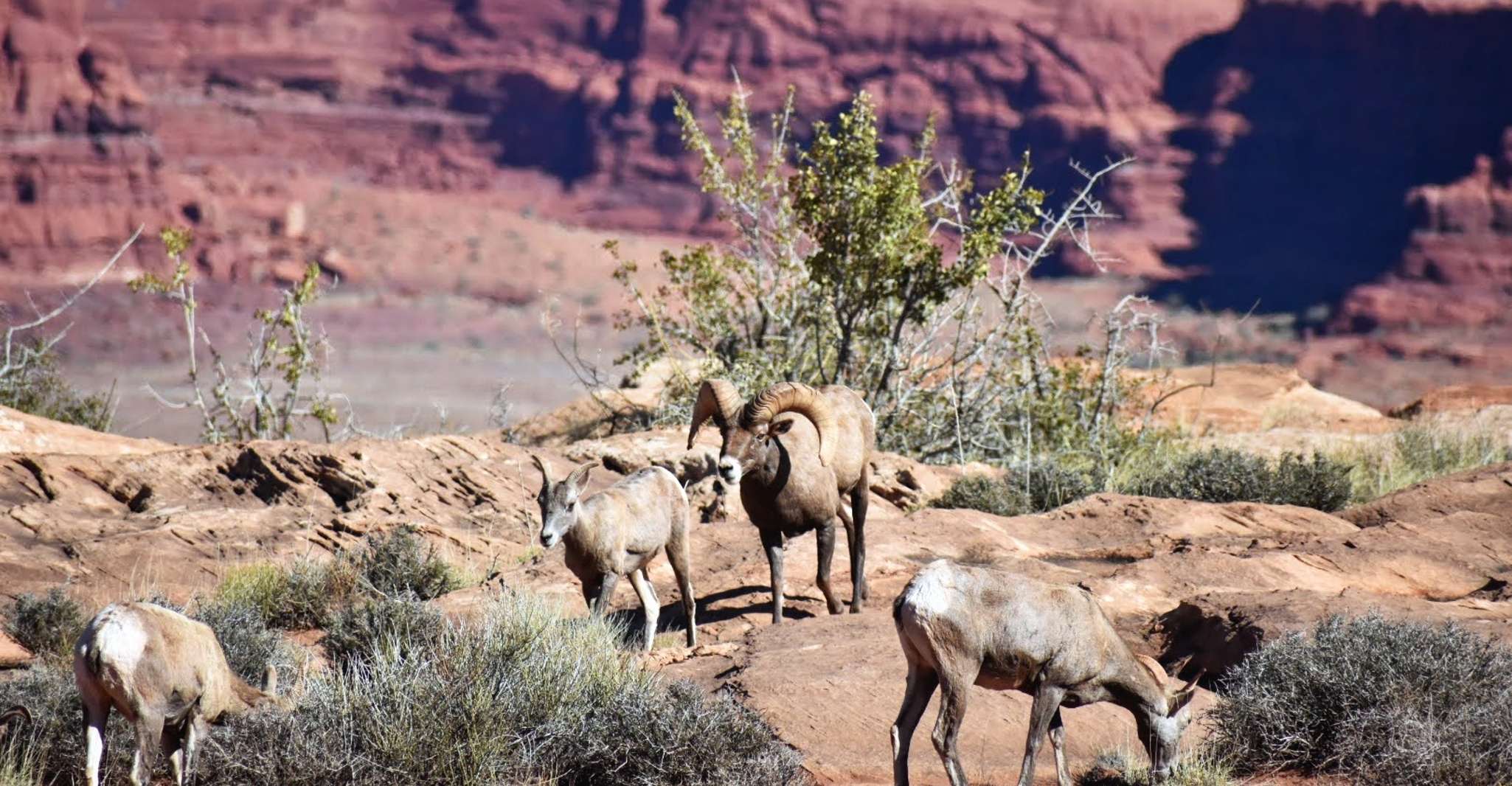 From Moab, Half-Day Canyonlands Island in the Sky 4x4 Tour - Housity