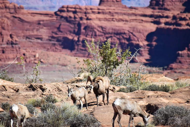 Desde Moab: tour de medio día en 4x4 por la isla Canyonlands en el cielo