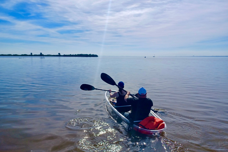 Orlando: Dolphin Clear Kayak or Paddle Board Adventure Dolphin Tour