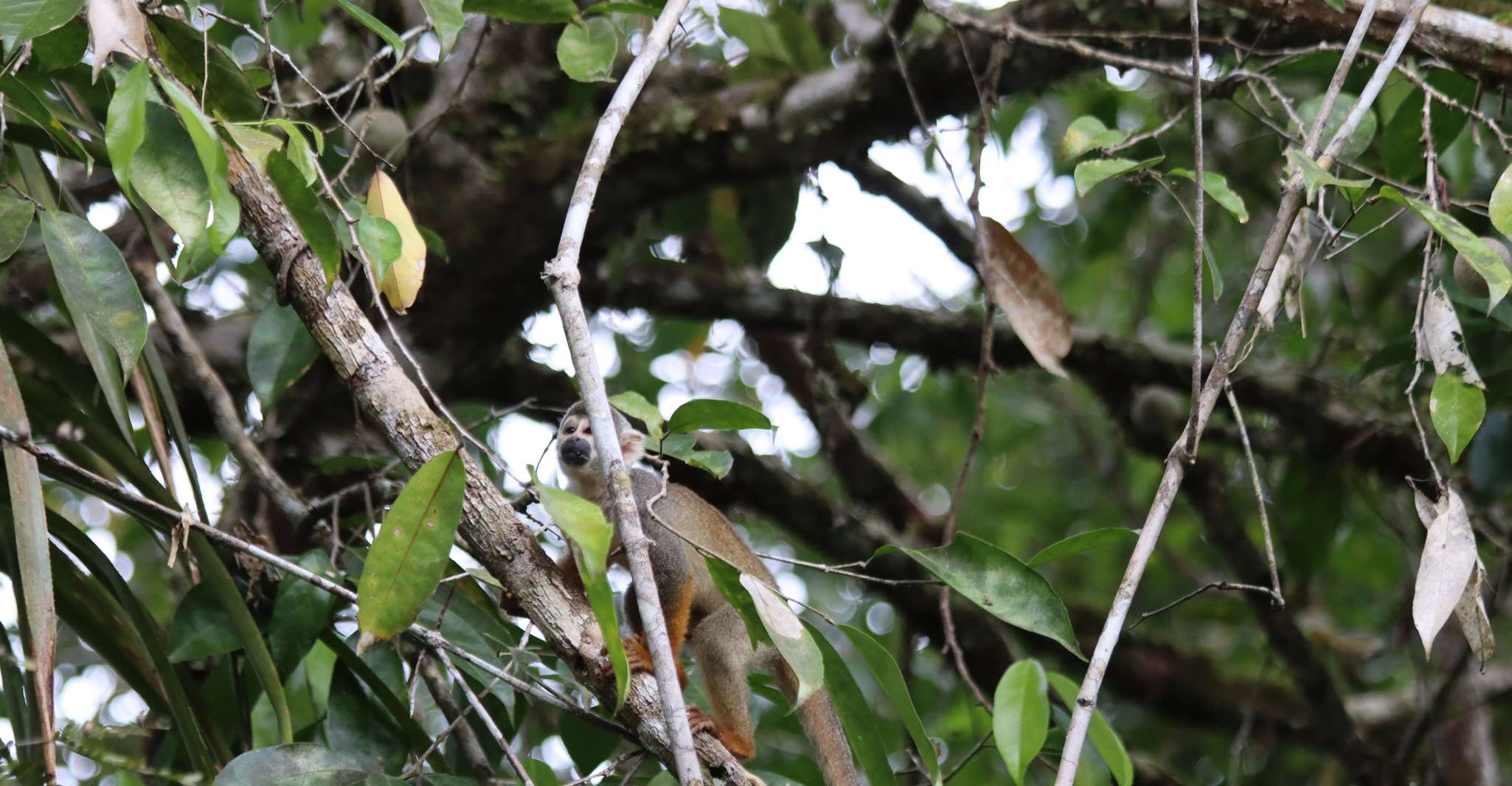 Reserva Nacional Pacaya-Samiria, Expedição de selva de vários dias - Hizvo