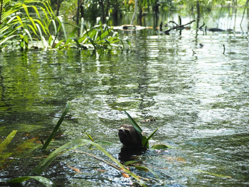 Reserva Nacional Pacaya-Samiria, Expedição de selva de vários dias - Hizvo
