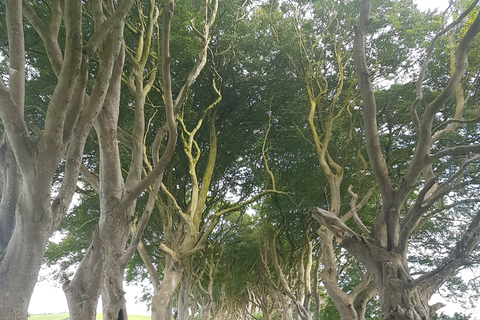 Vanuit Belfast: dagtour Giant’s Causeway en Game of Thrones