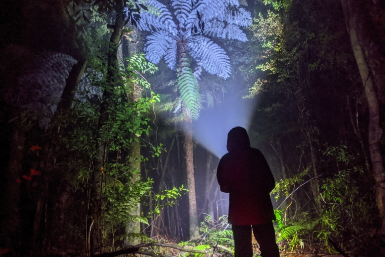 Rotorua: Excursión Nocturna con Gusanos Luminosos y Guía