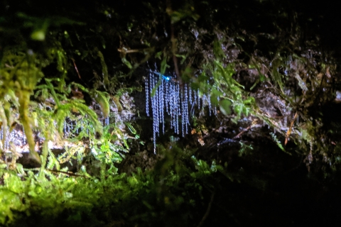 Rotorua: Nocna wycieczka po Glow Worm z przewodnikiem