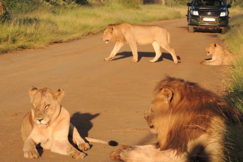 Kruger National Park: Wildlife-Watching Safari