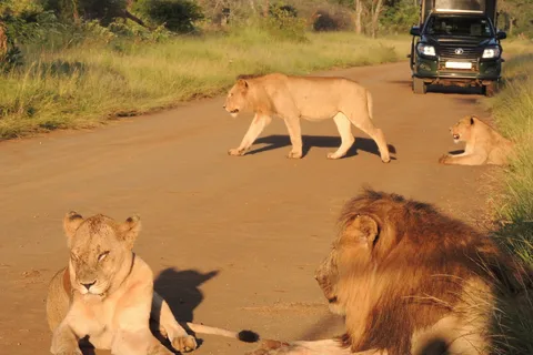 Parco Nazionale Kruger: Safari di osservazione della fauna selvatica